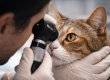 Veterinary ophthalmology exam for cat in Bahrain | Charis Vets specialist eye care