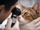 Veterinary ophthalmology exam for cat in Bahrain | Charis Vets specialist eye care