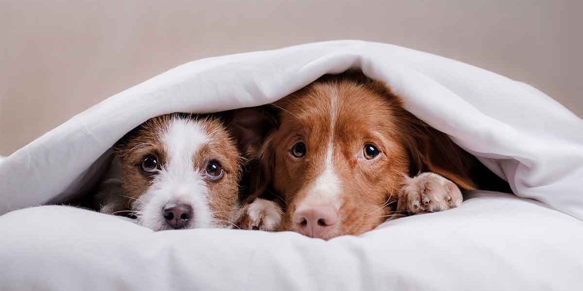 How to care for your pet during emergencies in Bahrain