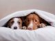 How to care for your pet during emergencies in Bahrain