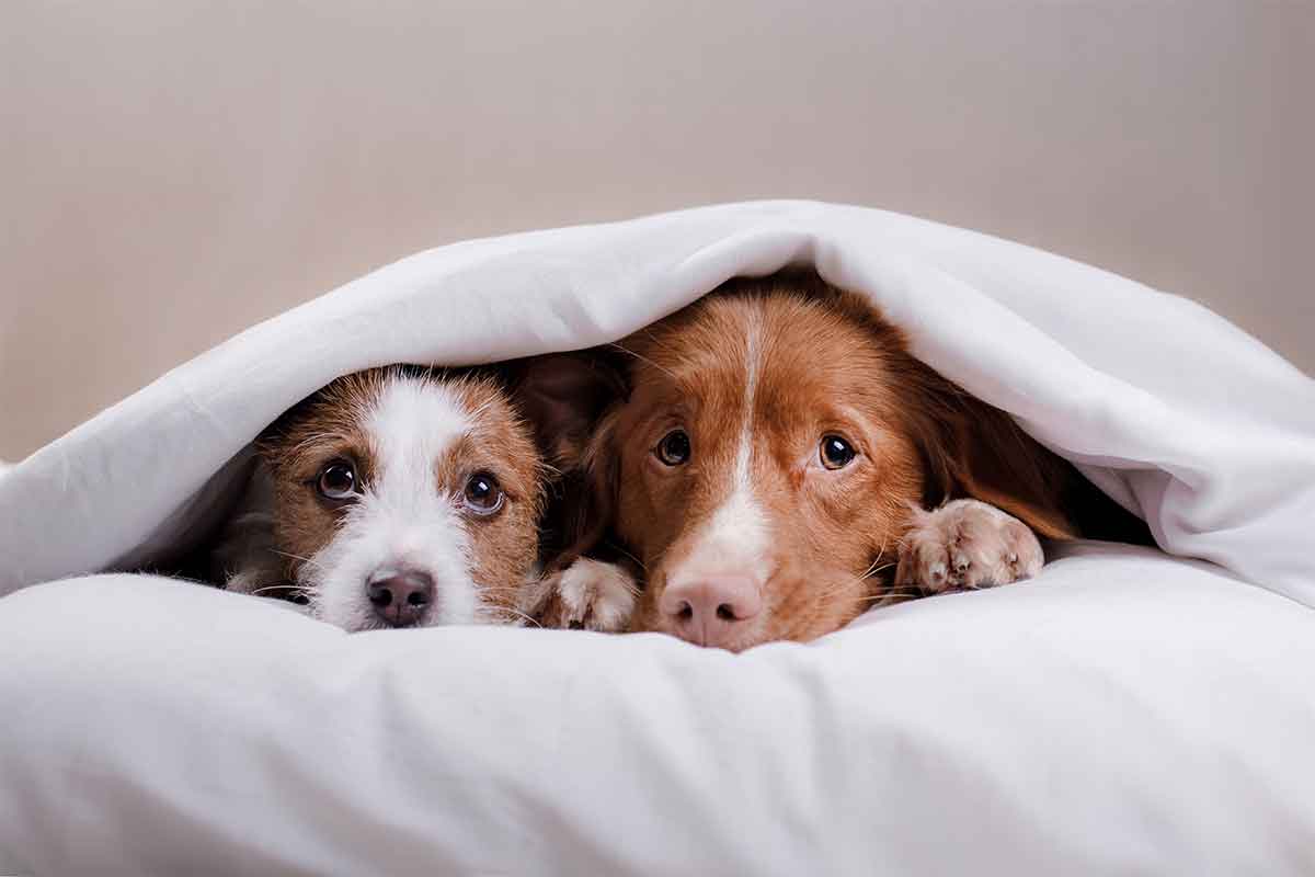 Pet Emergency Care Bahrain How to care for your pet during emergencies in Bahrain