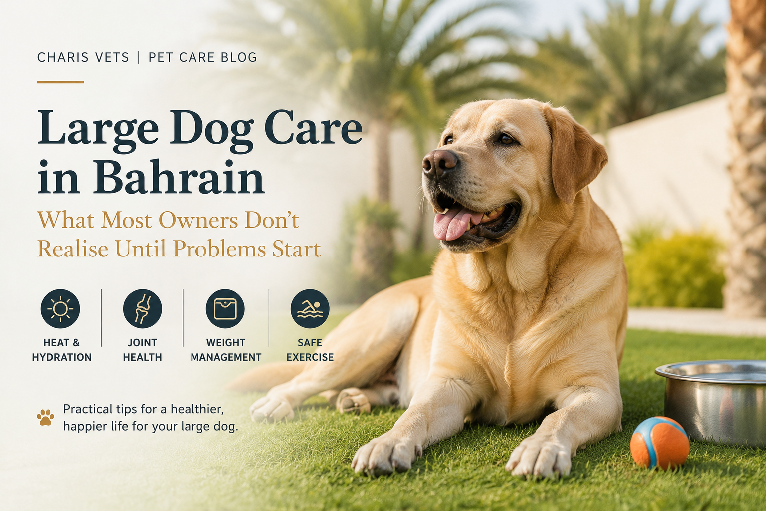 Dog care in Bahrain
