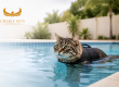 Cat Hydrotherapy