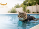 Cat Hydrotherapy