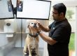 Veterinarian examining a dog at an advanced veterinary clinic in Bahrain