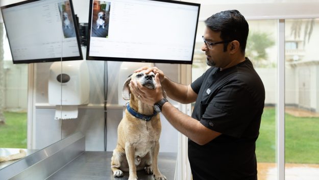 Veterinarian examining a dog at an advanced veterinary clinic in Bahrain