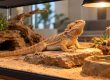 Bearded dragon basking on a rock under a heat lamp in a vivarium