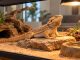 Bearded dragon basking on a rock under a heat lamp in a vivarium