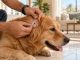 Owner parting the fur on a golden retriever's ear to check for a tick