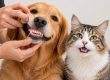 Owner lifting a dog's lip to show clean teeth and healthy gums, next to a cat