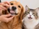 Owner lifting a dog's lip to show clean teeth and healthy gums, next to a cat