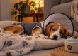 Dog resting at home on a soft bed, wearing a recovery suit and cone after surgery